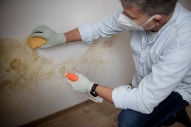 Best Basement Mold Remediation in Peoria, IL
