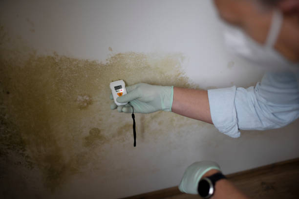 Best Mold Testing and Inspection Services in Peoria, IL