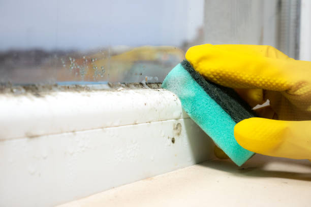 Best Post-Flood Mold Remediation in Peoria, IL