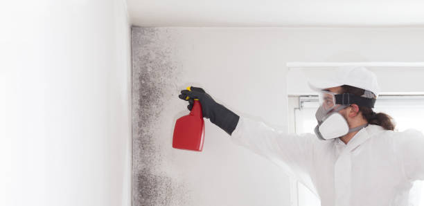 Best Residential Mold Remediation in Peoria, IL