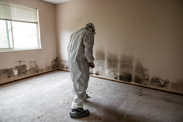 Best Attic Mold Remediation in Peoria, IL