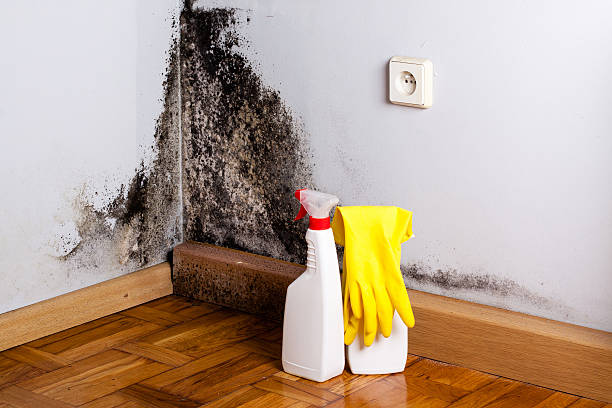 Best DIY Mold Remediation Support Services in Peoria, IL